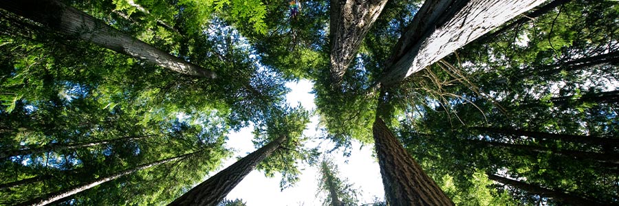 Looking upwards through a forest of trees