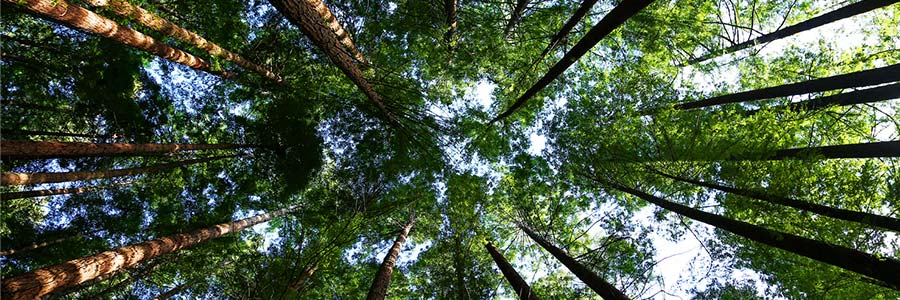 In a forest, looking up through the trees