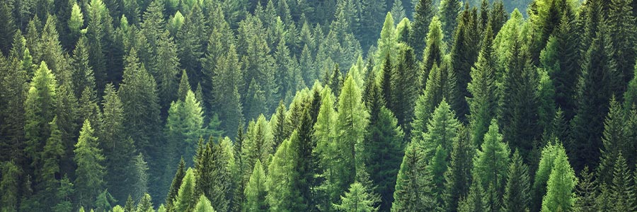 Aerial view of a dense evergreen forest